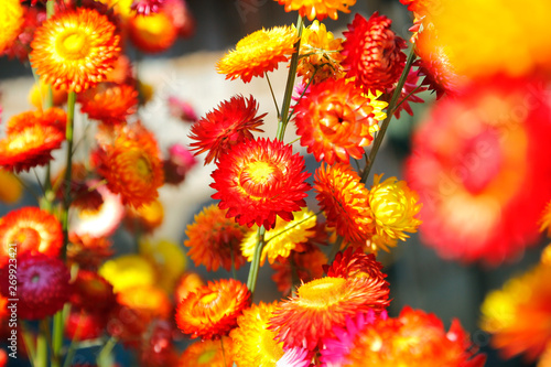 straw flower or everlasting helichrysum bracteatum photo