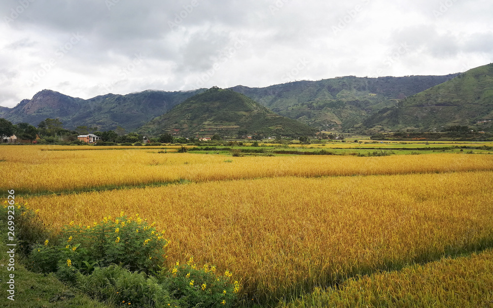 Typical Madagascar landscape at Mandraka region on overcast day, golden coloured rice fields small green forest hills in distance