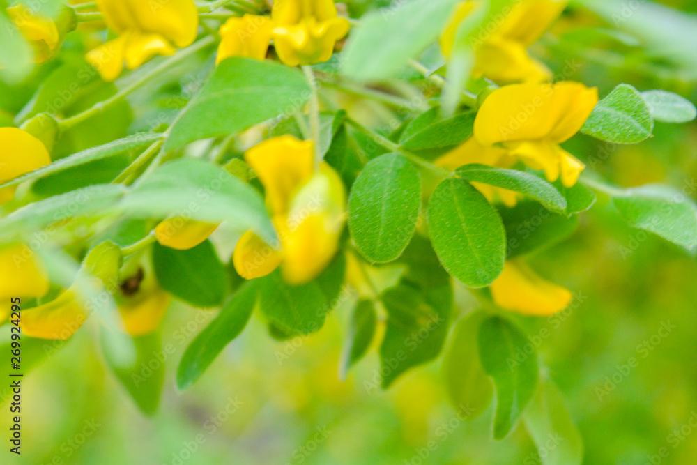 Flowers of yellow acacia shrub. Blooming Caragan arborescenes tree