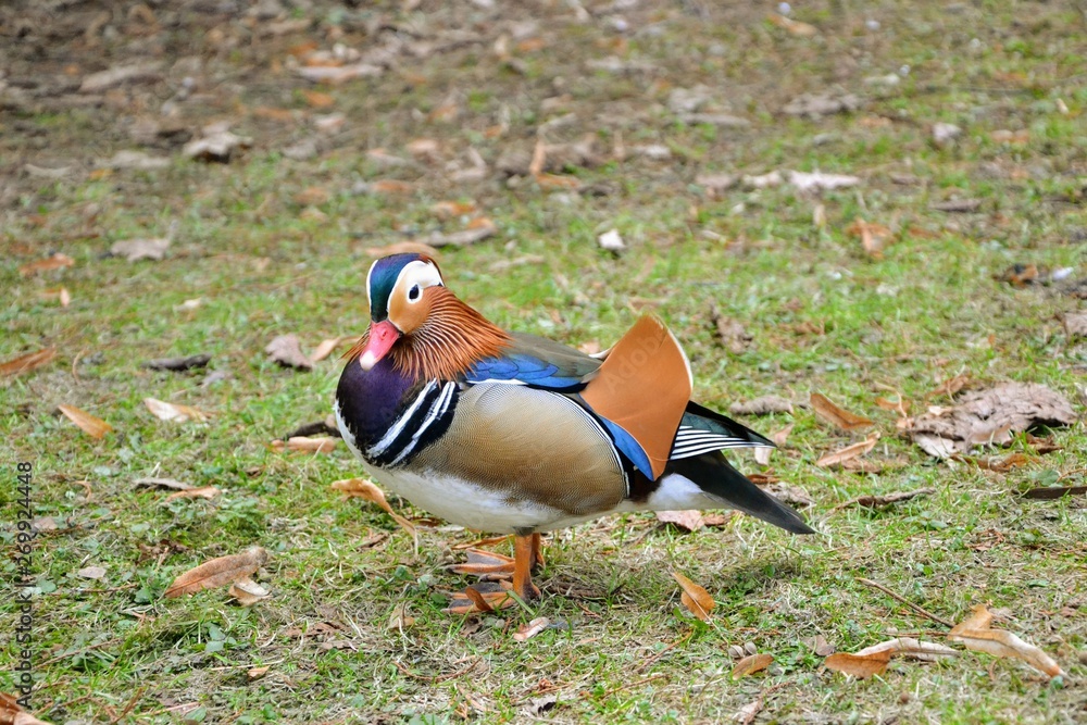 Colorful mandarin duck (Aix galericulata) standing on the grass. Colorful mandarin duck (Aix galericulata) standing on the grass.