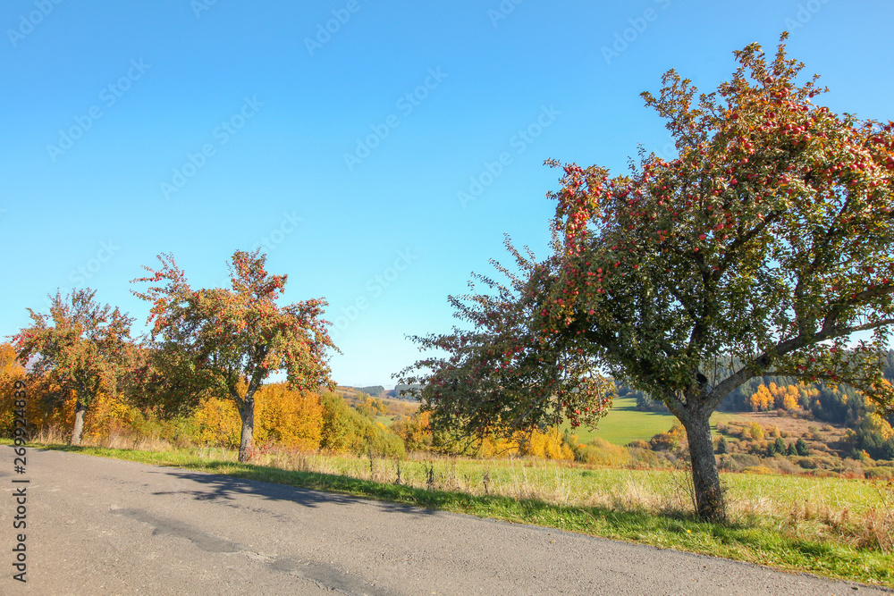 Naklejka premium Wild apple trees with red fruits growing by the asphalt road, clear autumn sky in background