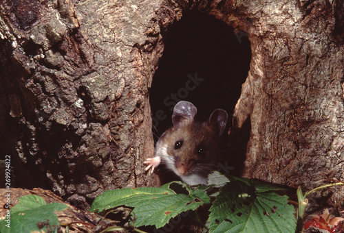 Deer Mouse (Peromyscus Maniculatus)