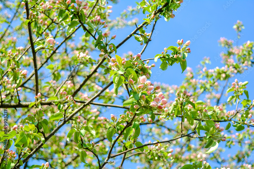 Apple tree branches with pink flowers and buds on the blue sky background Apple tree branches with pink flowers and buds on the blue sky background