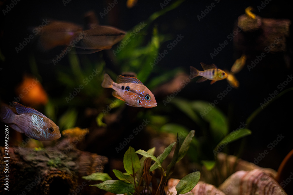 Obraz premium Ellioti Cichlid