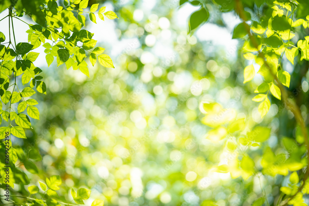 Green nature background with beauty bokeh Green nature background with beauty bokeh