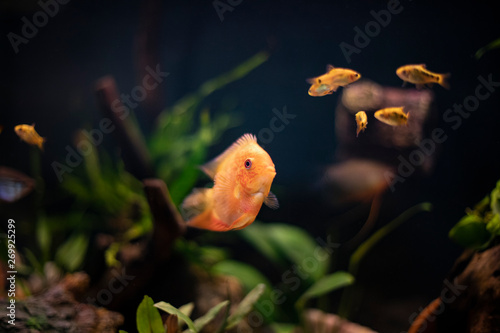 Golden Red Spotted Severum