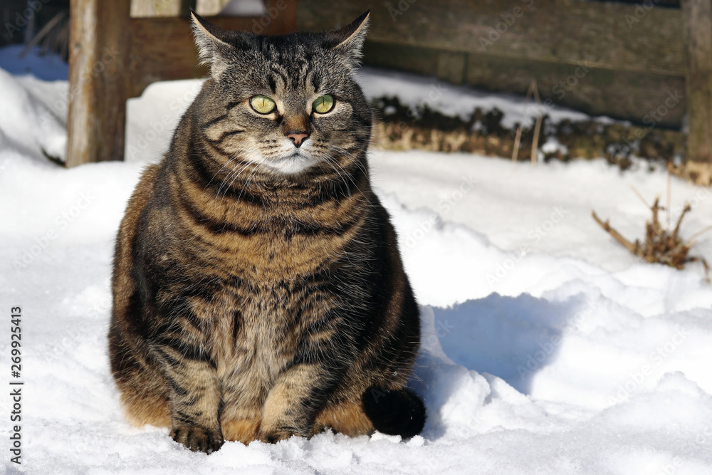 Eine niedliche dicke Katze sitzt mit lustigem Blick im Schnee