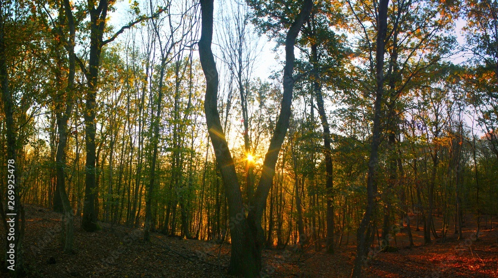Fototapeta premium Autumn in the yellowed forest