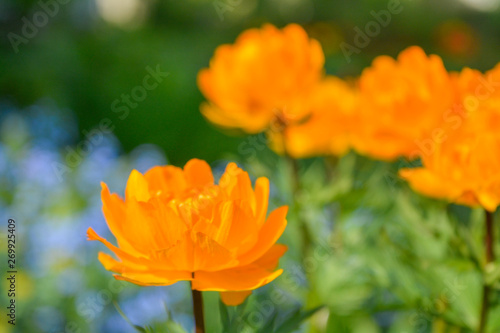 Blooming orange meadow flower in the garden