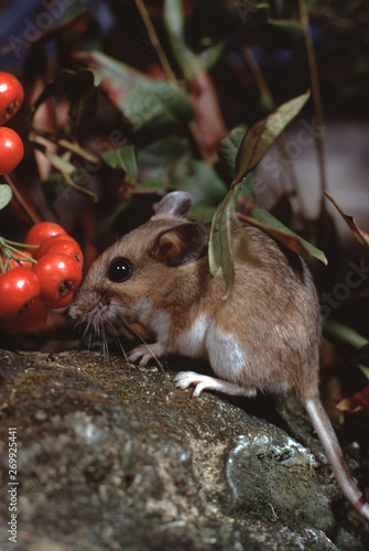 White-Footed Mouse (Peromyscus Leucopus)