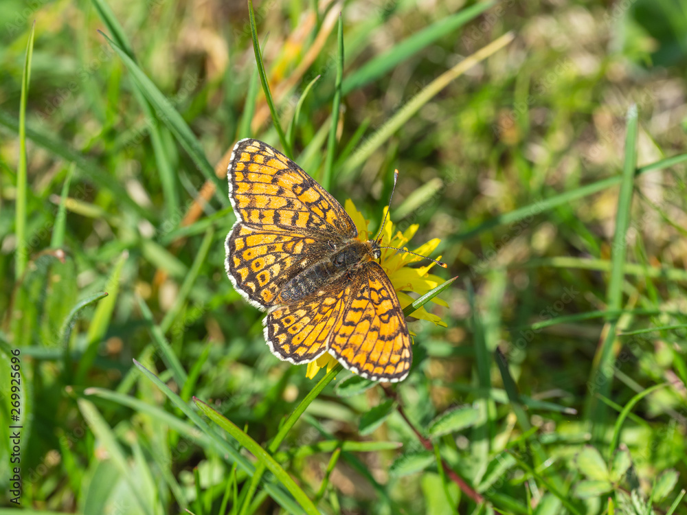 Glanville Fritillary (Melitaea cinxia ) butterfly on a dandelion. Glanville Fritillary (Melitaea cinxia ) butterfly on a dandelion.
