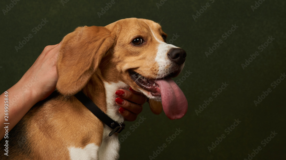 Beautiful Beagle dog portrait on dark background with copy space, close-up