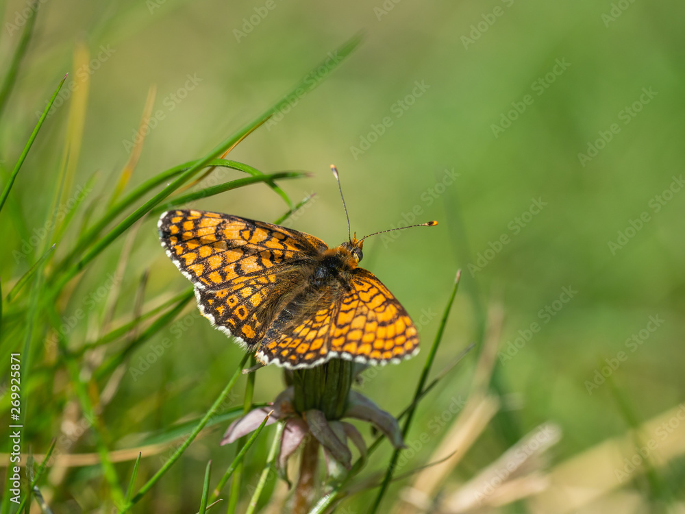 Fototapeta premium Glanville Fritillary (Melitaea cinxia ) butterfly. Hutchinson's Bank, Surrey