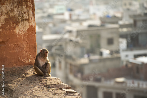 Canvas Print Portrait of a young macaque monkey sitting on a wall enjoying the sunset