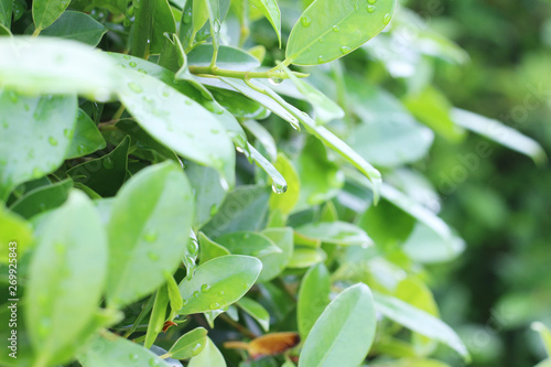 Drops of water on the green leaves