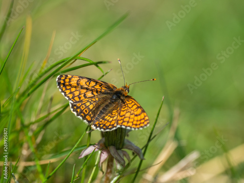 Glanville Fritillary (Melitaea cinxia ) butterfly. Hutchinson's Bank, Surrey © Stephan Morris 