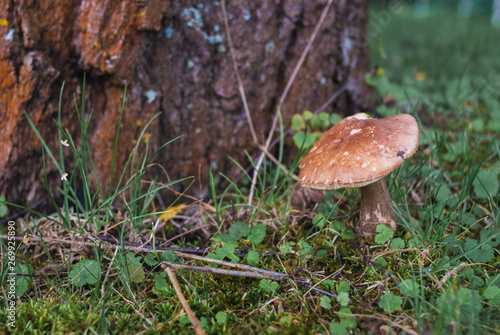Large boletus in forest, edible mushroom porcini with sun leaks effect. Banner. Copy space.