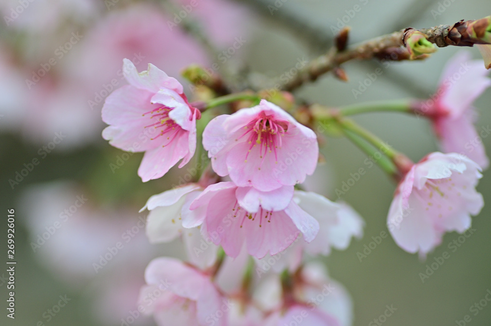 Fototapeta premium Cherry blossoms are bloomig.