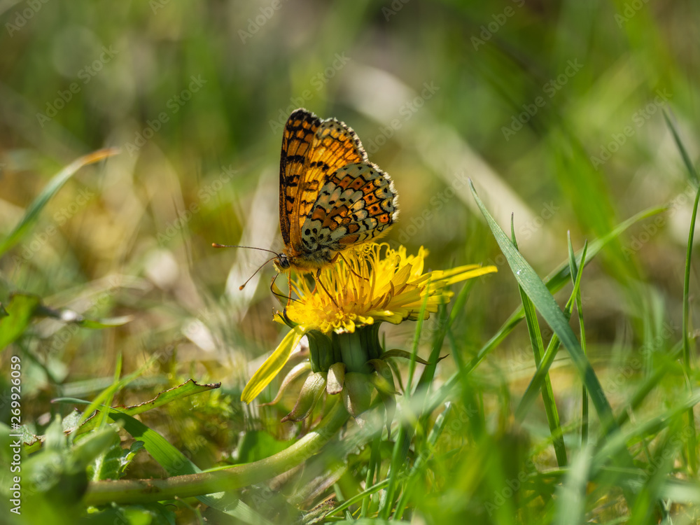 Glanville Fritillary (Melitaea cinxia ) butterfly on a dandelion. Glanville Fritillary (Melitaea cinxia ) butterfly on a dandelion.