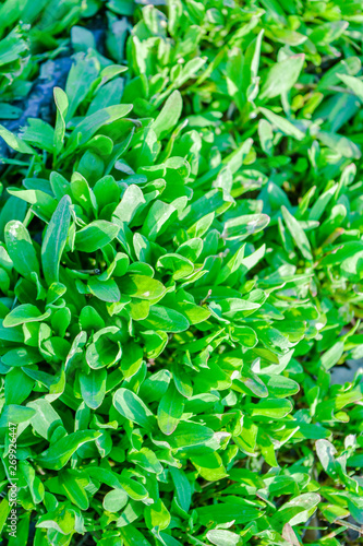 Fresh green foliage grass in the meadow with Shallow Dof