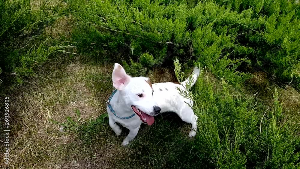 Cute Puppy Dog Jack Russell Cute Puppy Dog Jack Russell
