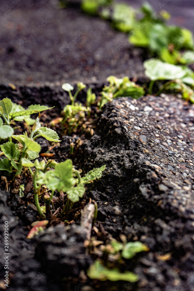 Green plants growing in asphalt, power of nature Green plants growing in asphalt, power of nature