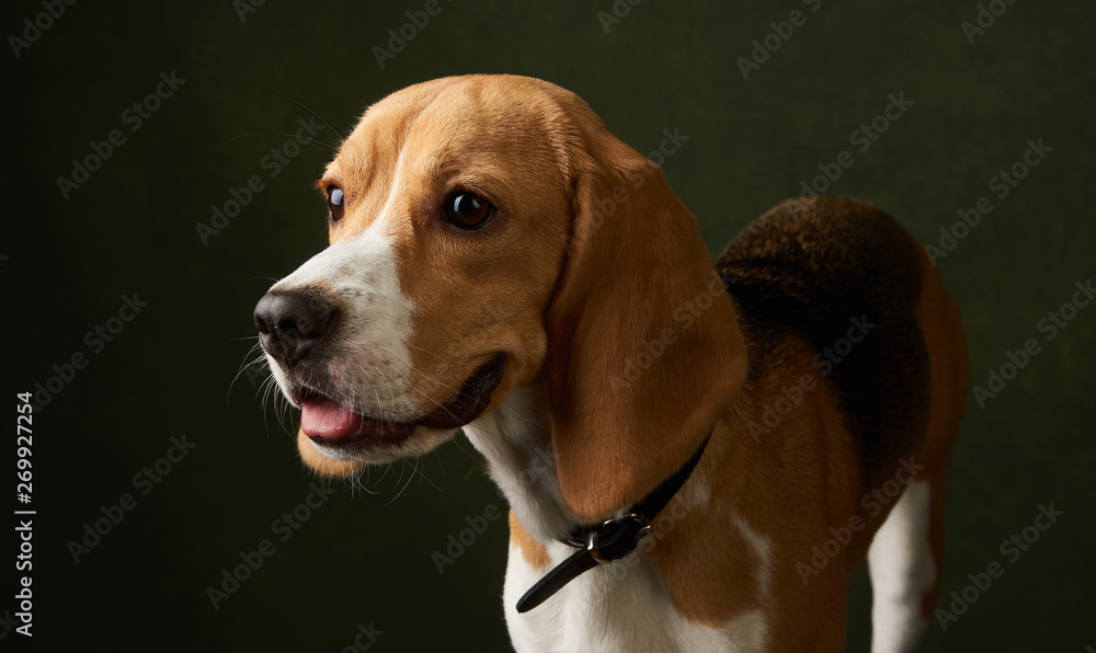 Beagle dog portrait on dark background with copy space, close-up