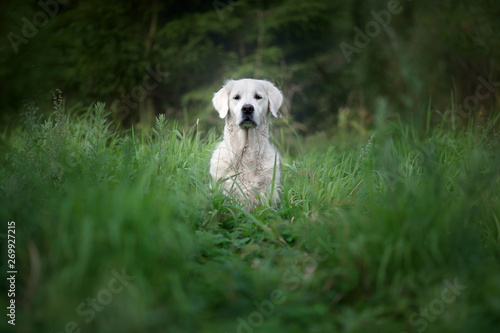 dog on grass