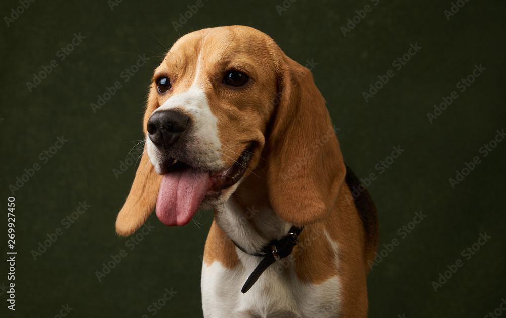 Cute Beagle dog portrait on dark background with copy space, close-up