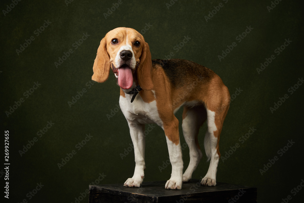 Beagle dog portrait on dark background with copy space, close-up