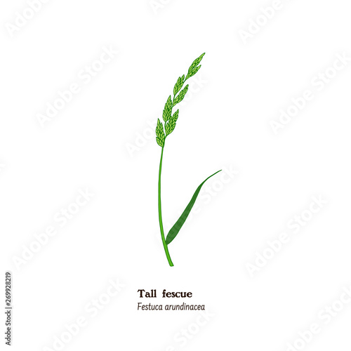 Vector hand drawn illustration of Festuca arundinensis, tall fescue forage and meadow pasture plant