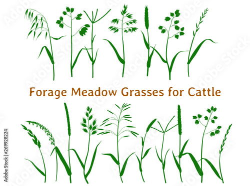 Set of silhouettes of hay and forage meadow and pasture plants for cows  horses  birds  rabbits and quinea pigs.
