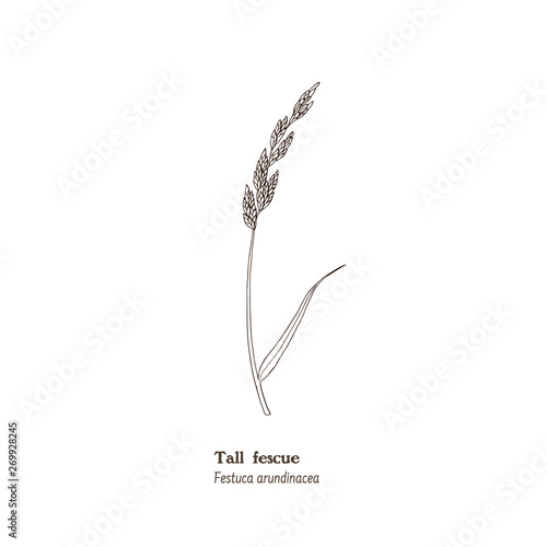 Black and white illustration of tall fescue (Festuca arundinacea) forage and pasture plant.