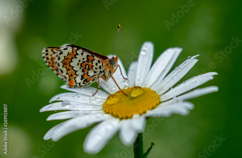 Beautiful butterfly sitting on a Daisy flower in the rain drops on a blurred green background © Игорь Кляхин