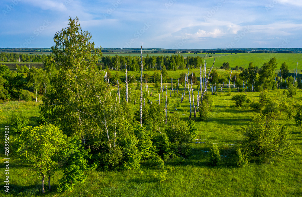 summer landscape with a bird's eye view, fields, ravines and birch trunks