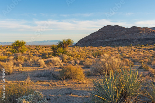 Evening Light in the Mojave Desert