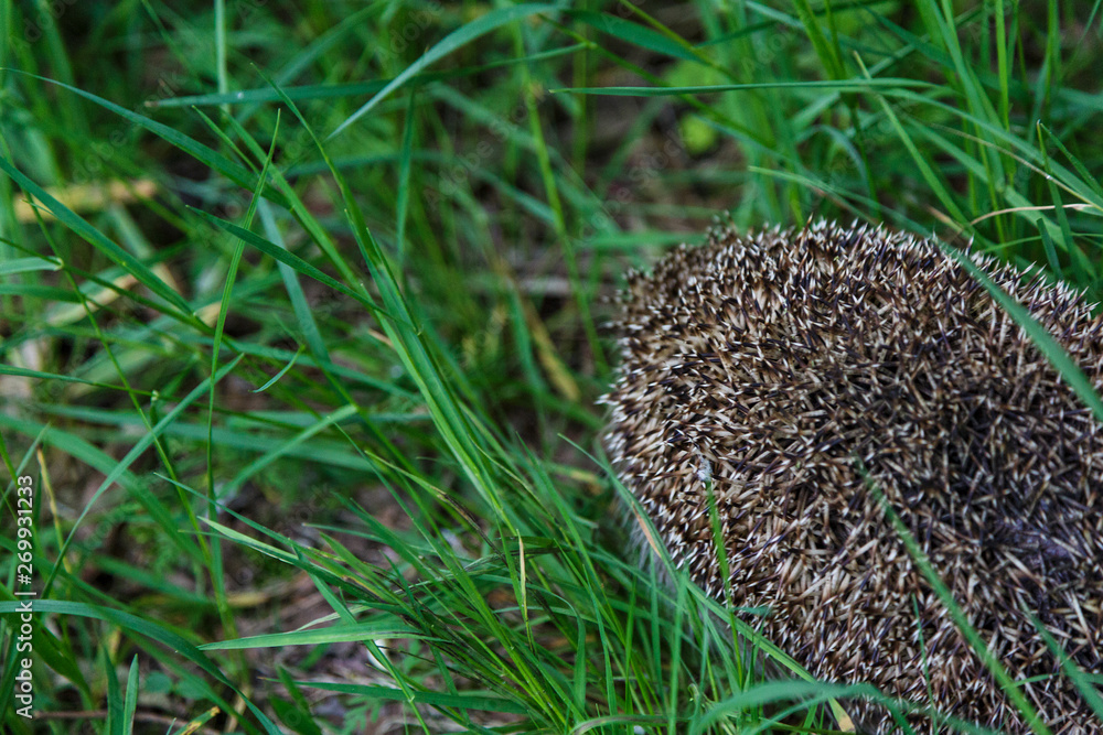 Gray Hedgehog runs in green grass in the forest. Small European mammal with spiny hairs on its back. Hedgehog in motion. Selective focus. Wildlife, nature background Gray Hedgehog runs in green grass in the forest. Small European mammal with spiny hairs on its back. Hedgehog in motion. Selective focus. Wildlife, nature background