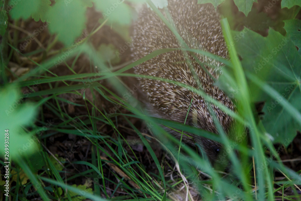 Obraz premium Gray Hedgehog runs in green grass in the forest. Small European mammal with spiny hairs on its back. Hedgehog in motion. Selective focus. Wildlife, nature background