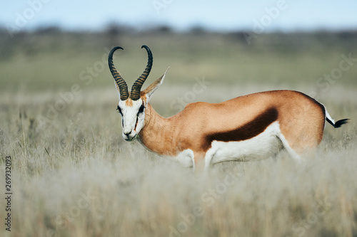 Adult male springbok  Antidorcas marsupialis  walking in the savannah.