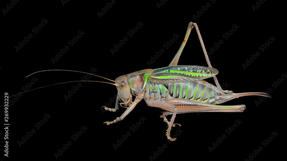 Fototapeta premium Grasshopper, doe 1