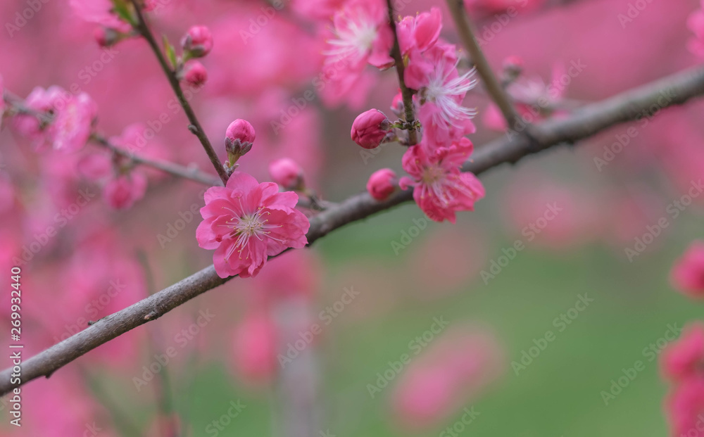 Pink plum blossom is blooming in the park. Pink plum blossom is blooming in the park.