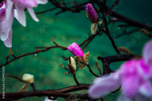 pink flower bud in spring