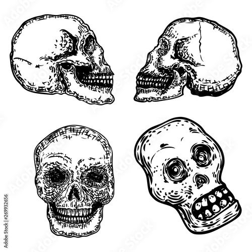 Set of decorative human skulls in different directions, hand drawn illustration. Stylized drawing of decorative witchcraft, voodoo magic attribute. Illustration for Halloween. Vector.