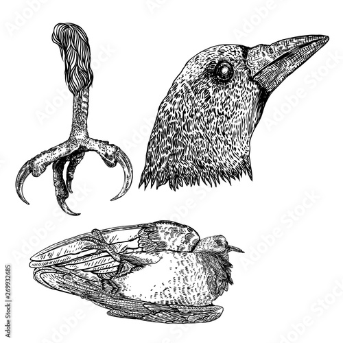 Bird eagle feet, crow or raven head and dead bird drawing. Decorative hawk leg totem, magic spells supplies. Black and white drawing by hand. Witchcraft ritual, voodoo attribute. Illustration vector