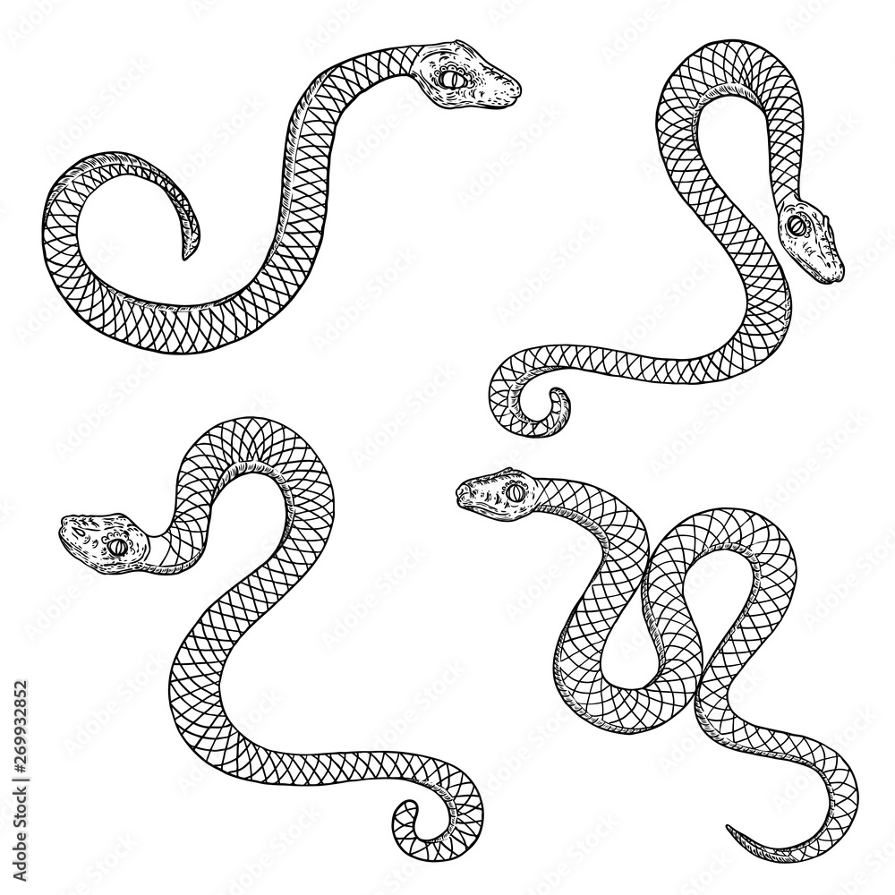 Snake on white isolated background. Watercolor illustration of venomous  Serpent. Hand drawn clip art of occult Viper. Drawing of green python.  Sketch of cobra poisonous animal. Painting of anaconda. 28582419 Vector Art
