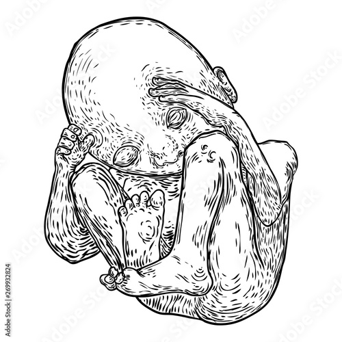 Baby development in pregnancy drawing. Anatomy of fetus and pregnancy period baby development drawing.  Vector.
