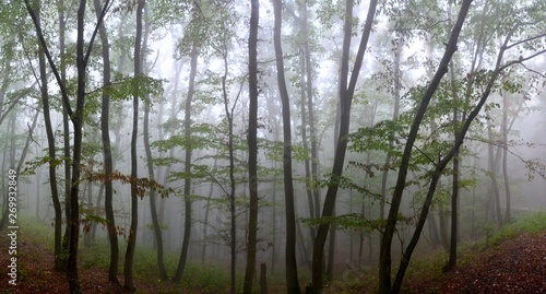 Fog in the forest © sebi_2569