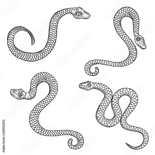 Set of snake drawing illustration. Black serpent isolated on a white background tattoo design. Venomous reptile, drawn witchcraft, voodoo magic attribute for Halloween. Vector