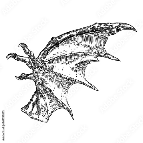 Hand drawn vintage etched woodcut fallen angel or vampire detailed wings. Dragon or gargoyle wings. Heraldic wings for tattoo and mascot design. Isolated sketch collection. Vector.