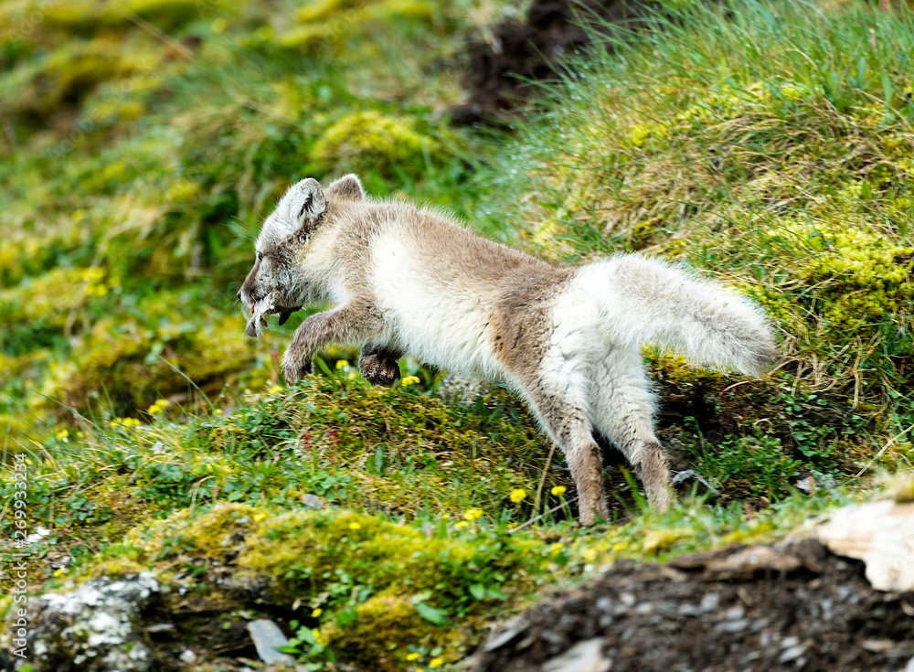 Naklejka premium Arctic fox running
